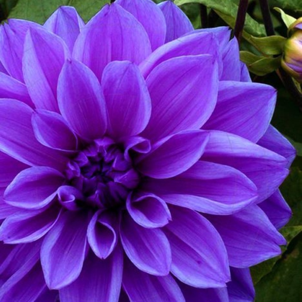 Meet your Posher, Queen